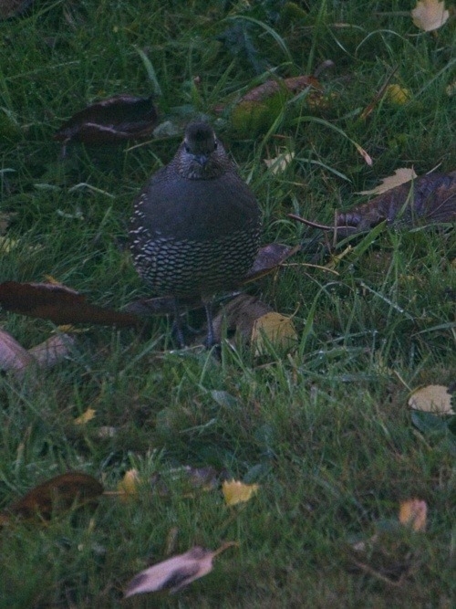 Quail facing forward