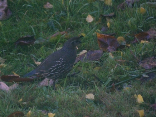 Quail on the run