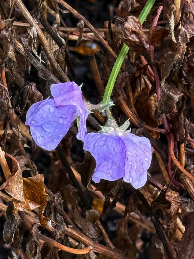 Raindrops on Sweetpeas Raindrops on Sweetpeas