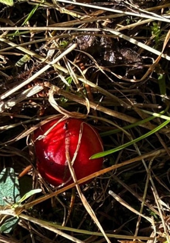 Red-capped Mushroom emerges