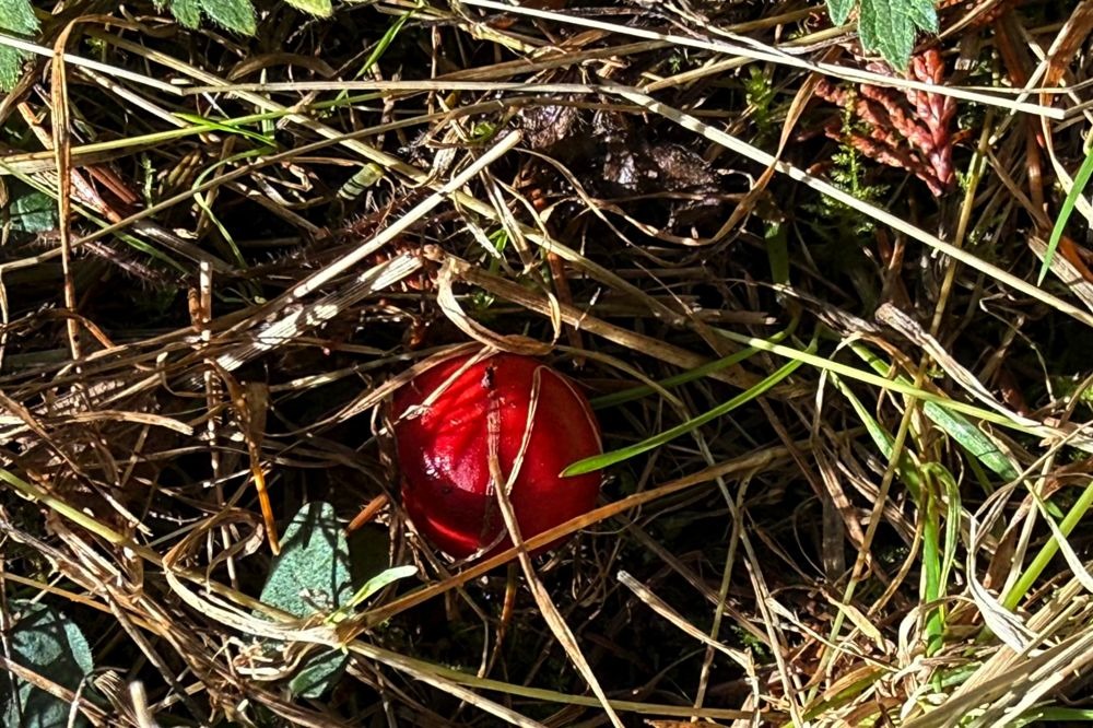 Red-capped Mushroom emerges Red-capped Mushroom emerges