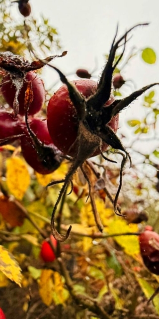 Large gnarly rose hip