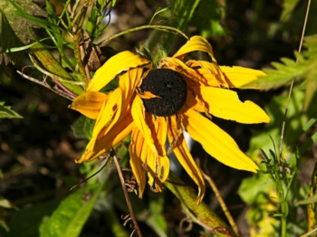 Rudbeckia Seedhead