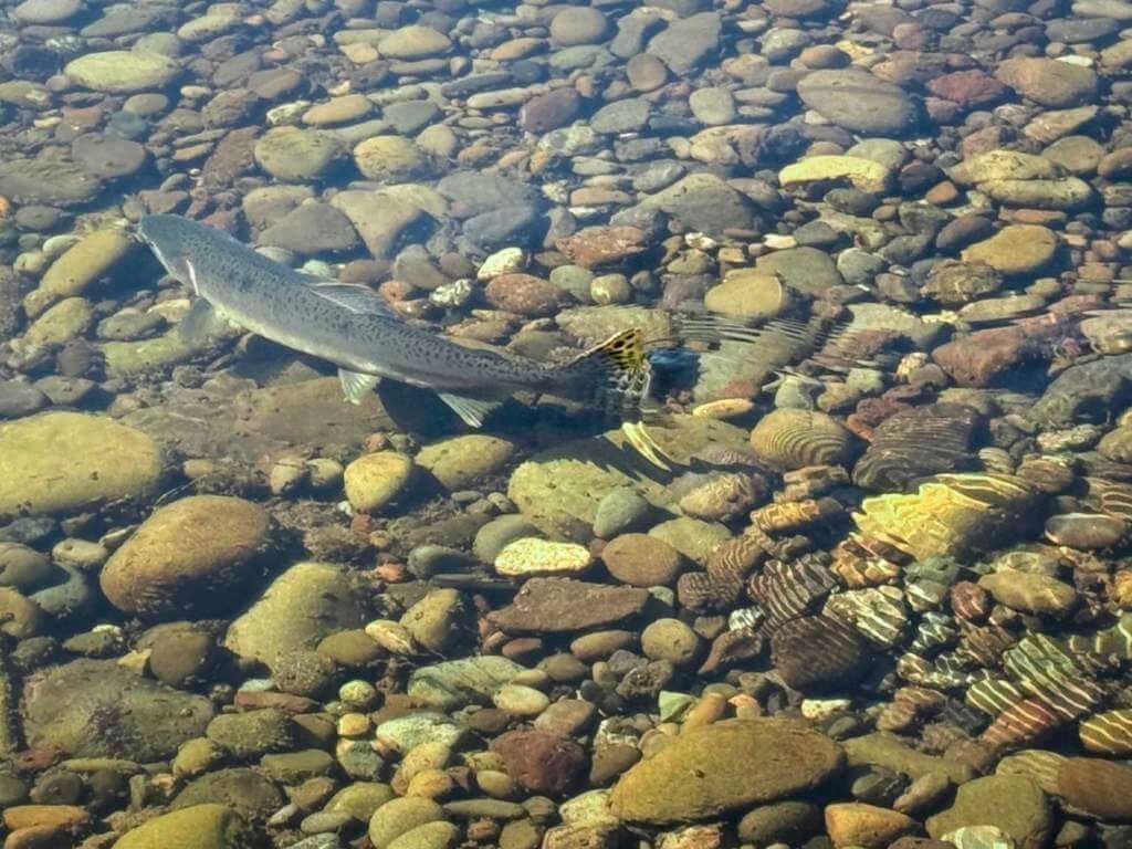 Salmon Salmon completing its life journey