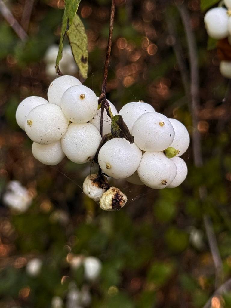 Snowberries Snowberries, plump and bright white in October