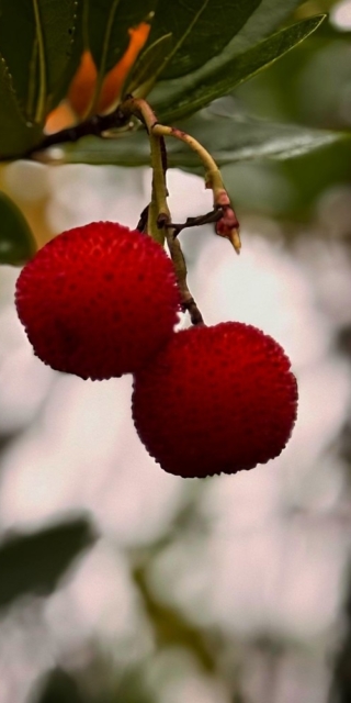Strawberry Tree Fruits, Arbutus unedo