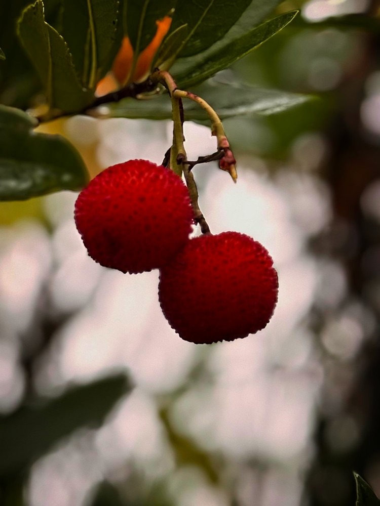 Strawberry Tree Fruits Strawberry Tree Fruits, Arbutus unedo