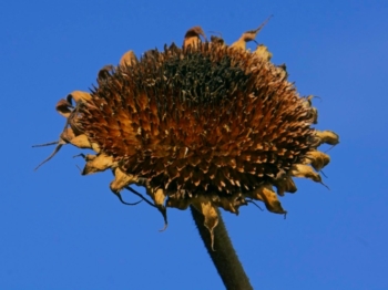 Sunflower seed station