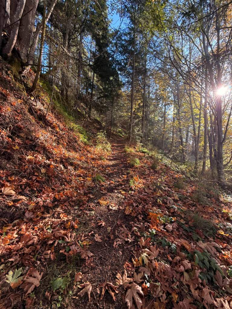 Trail covered in leaves Trail covered in leaves