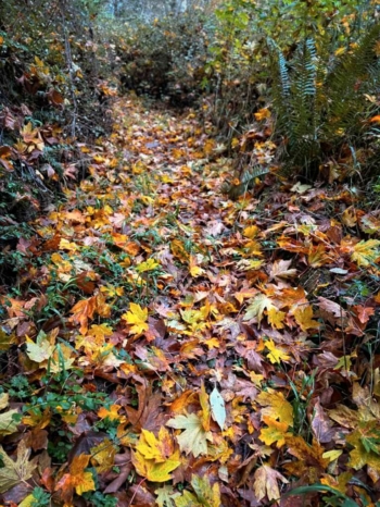 Trail with leaf carpet
