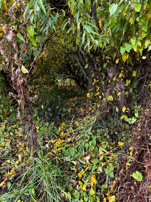 Tunnel Tunnel through the garden