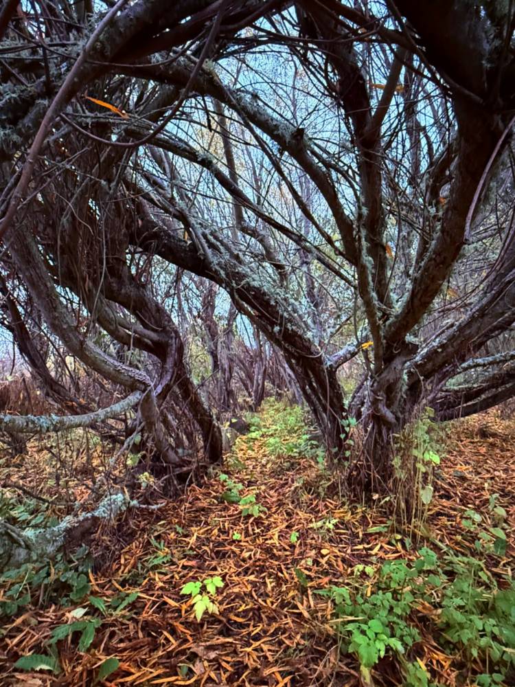 Willow room in November