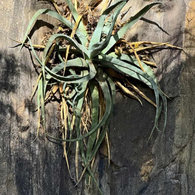 Agave in cliff Agave in cliff