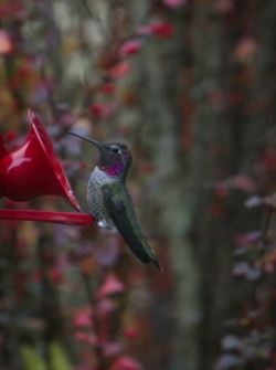 Anna's Hummingbird at feeder