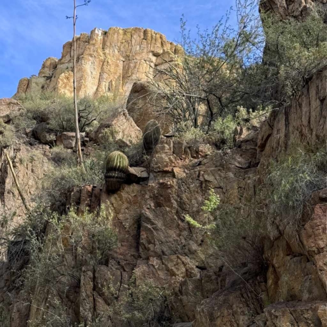 Aravaipa Canyon Cacti Aravaipa Canyon Cacti