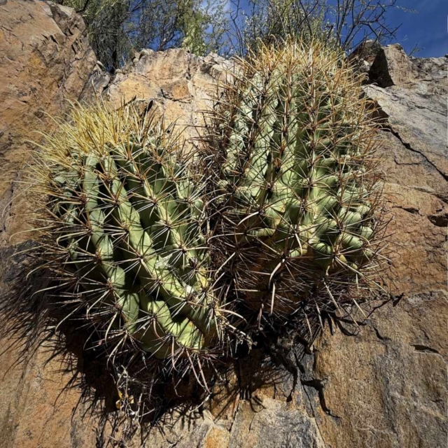Cactus in rock Cactus in rock