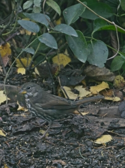 Camouflage Sparrow