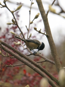 Chestnut-backed Chickadee on branch