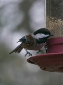 Chickadee landing