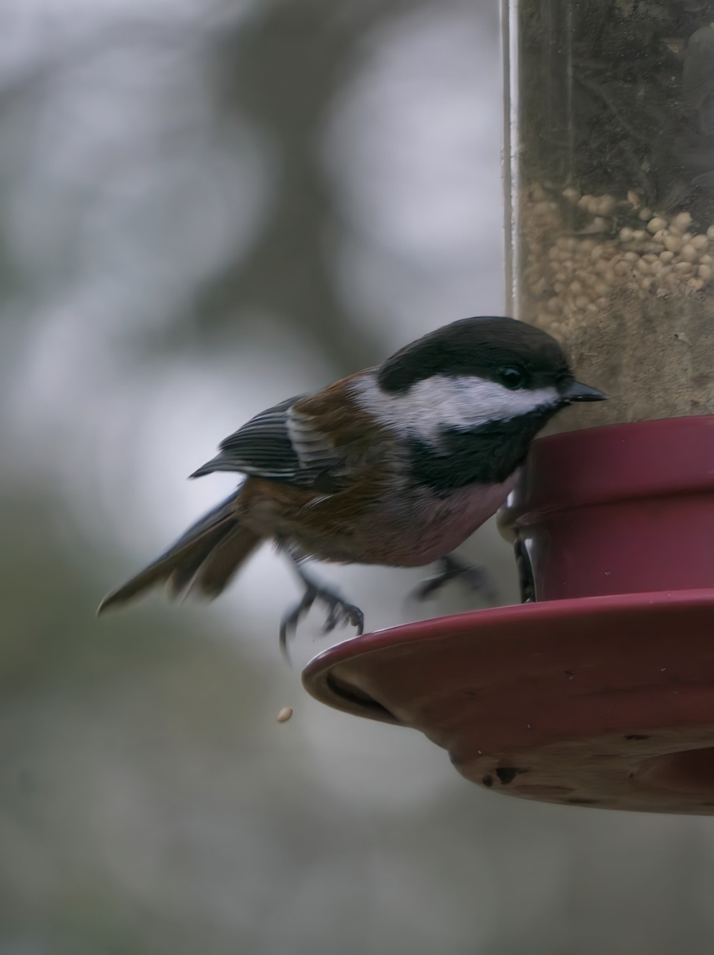 Chickadee landing Chickadee landing