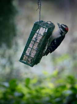 Downy Woodpecker on suet