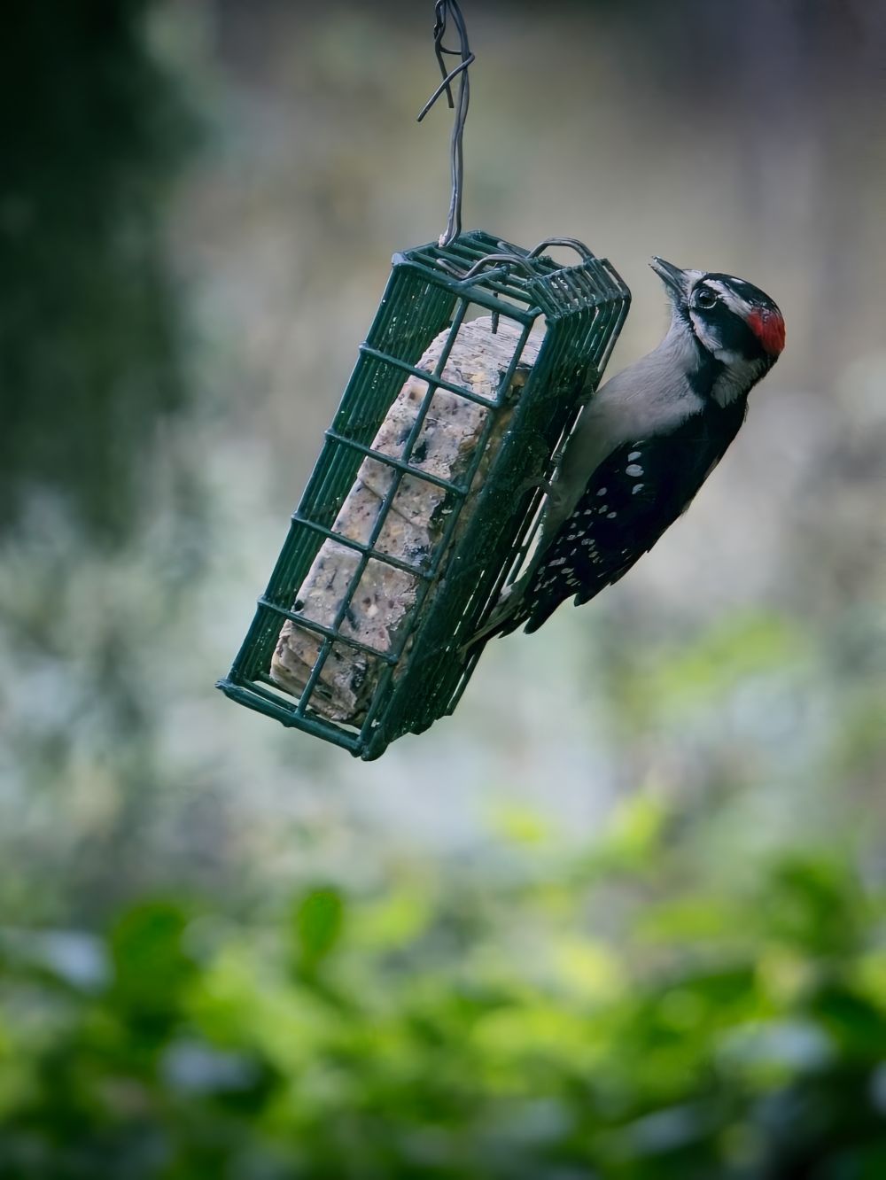 Downy Woodpecker on suet Downy Woodpecker on suet