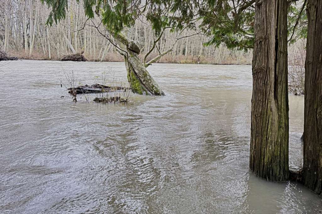 Dungeness River floods around trees