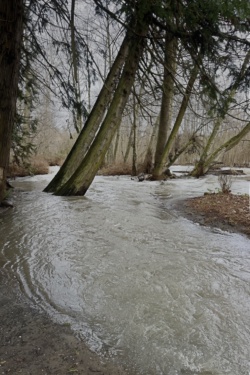 Dungeness River flood stage, December 11, 2025