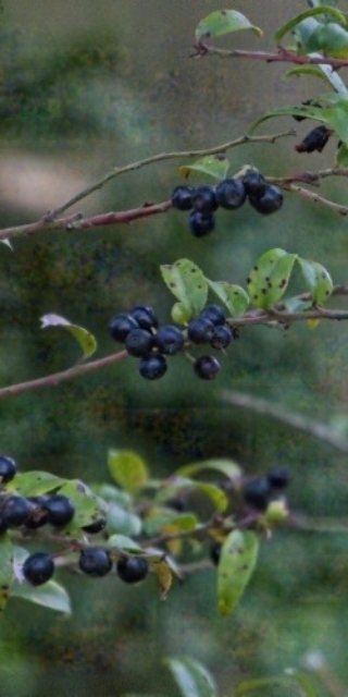 Native Evergreen Huckleberries in November