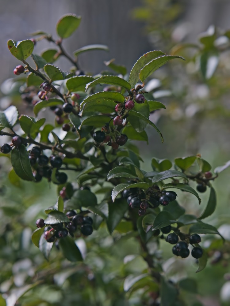 Evergreen huckleberry