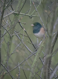 Junco in soft light