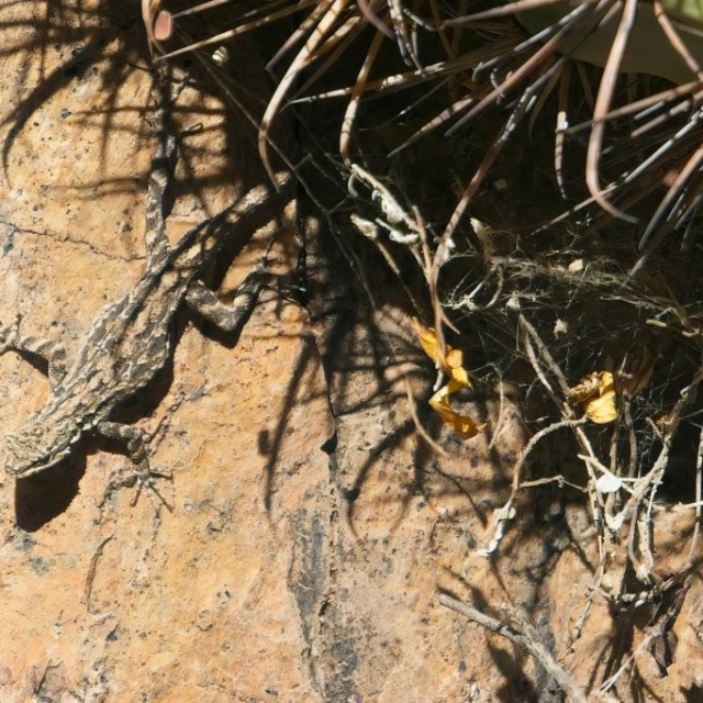 Lizard Small lizard in the sun