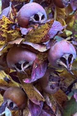 Medlar fruits