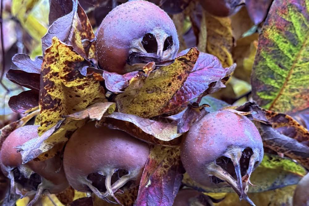 Time to harvest Medlars