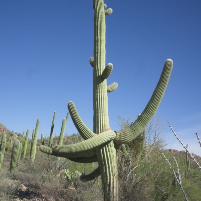 Multi-armed Saguaro Multi-armed Saguaro