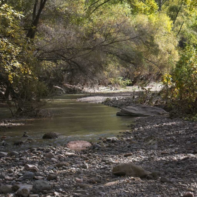 River Light River light and greenery in the desert