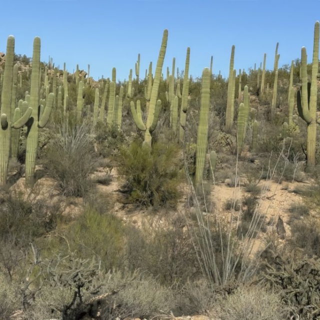 Saguaro National Park 2 Saguaro National Park 2