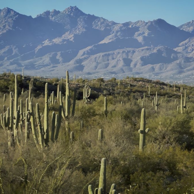 Saguaro National Park 3 Saguaro National Park at the base of mountains
