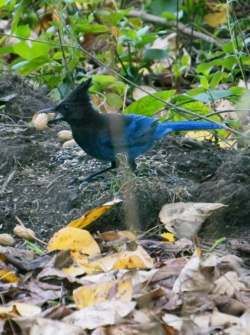 Steller's Jay tests a peanut.