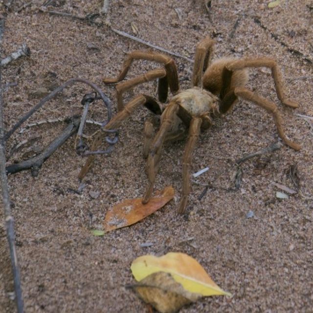 Tarantula Tarantula