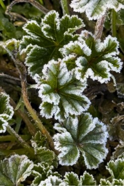 Frosty Mallow, outlined in white on these cold mornings.