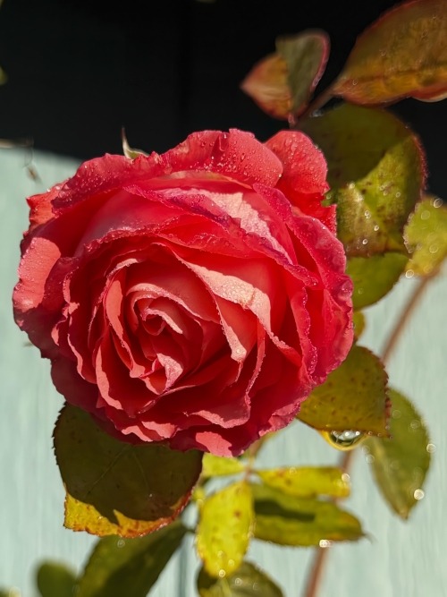 An old-fashioned climbing rose blooming in January!